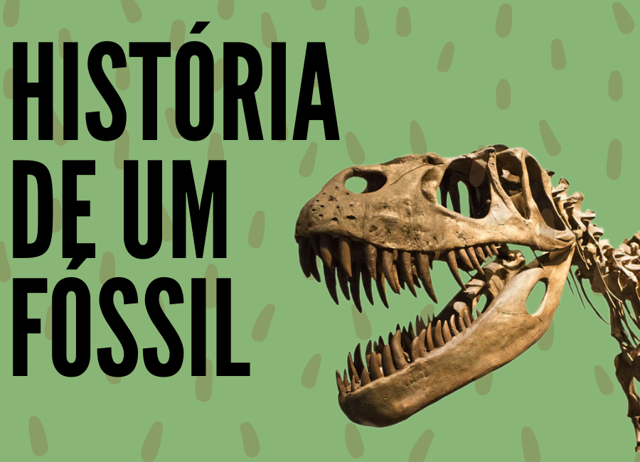 A História de um Fóssil